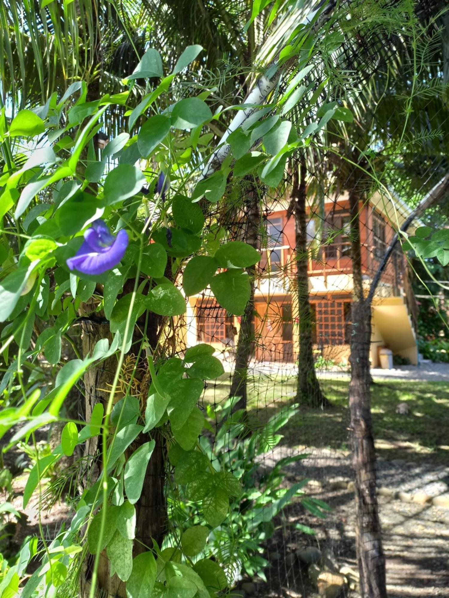 Aparthotel Babilonia à Cahuita Extérieur photo