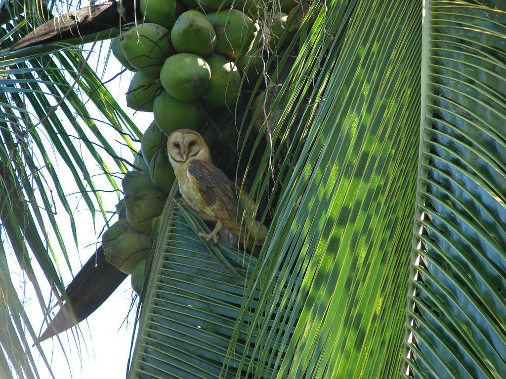 Aparthotel Babilonia à Cahuita Extérieur photo